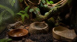 how we compare bioactive water bowls how we compare bioactive water bowls