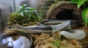 hydration and healthy shedding hydration and healthy shedding