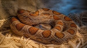 juvenile snake reactions juvenile snake reactions