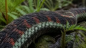 keeled scales and matte texture keeled scales and matte texture