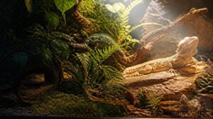 match uvb to reptile species match uvb to reptile species