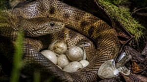 no, snakes do not nurse their young no, snakes do not nurse their young