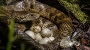 no, snakes do not nurse their young no, snakes do not nurse their young