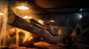 one-sided heat lamp placement one-sided heat lamp placement