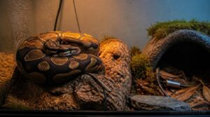 place probes where snakes rest place probes where snakes rest