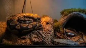 place probes where snakes rest place probes where snakes rest