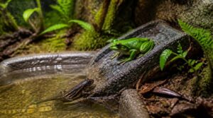 ramp pools for amphibians ramp pools for amphibians