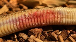 red irritated belly scales red irritated belly scales