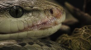 retained shed around lips retained shed around lips