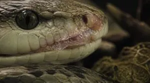 retained shed around lips retained shed around lips