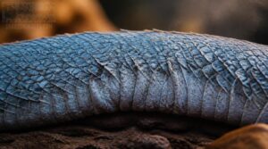 rough scales and wrinkles rough scales and wrinkles