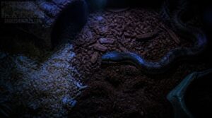 snake-safe substrate choices snake-safe substrate choices