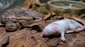 species-appropriate whole prey species-appropriate whole prey