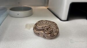 start with quarantine bedding start with quarantine bedding