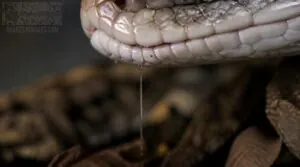 stringy saliva or drooling stringy saliva or drooling