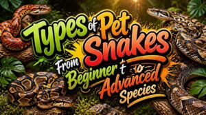 types of pet snakes types of pet snakes
