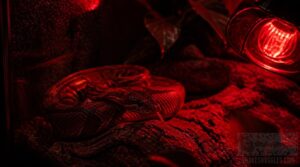 use dim red lighting use dim red lighting