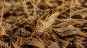 western hognose snake western hognose snake