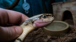 what causes mouth swelling in snakes what causes mouth swelling in snakes