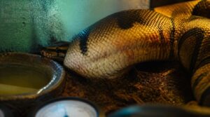 what causes scale rot in ball pythons what causes scale rot in ball pythons