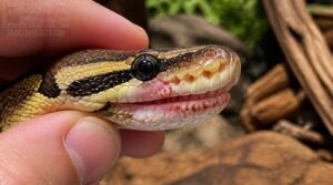 what is early snake mouth rot what is early snake mouth rot