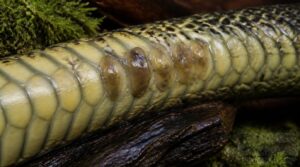 what is snake scale rot what is snake scale rot