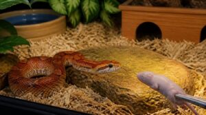 what pet snakes should eat what pet snakes should eat