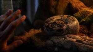 when not to handle your snake when not to handle your snake