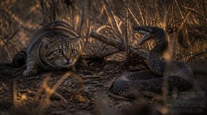 when snakes gain advantage when snakes gain advantage