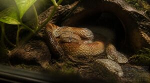 when to skip snake handling when to skip snake handling