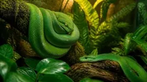 which green snakes make good pets which green snakes make good pets