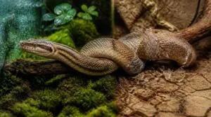 why humidity affects your snake's skin why humidity affects your snake's skin