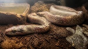 why infected snakes lose weight why infected snakes lose weight
