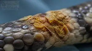 yellow crusting areas yellow crusting areas
