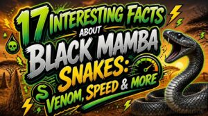 17 interesting facts about black mamba snakes 17 interesting facts about black mamba snakes