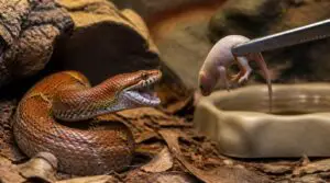 avoiding oversized prey injuries avoiding oversized prey injuries