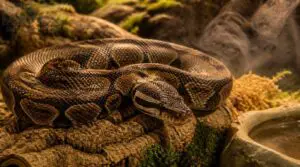 ball python lifespan, health, and conservation ball python lifespan, health, and conservation