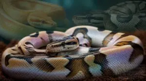 ball python morphs follow predictable genetics ball python morphs follow predictable genetics