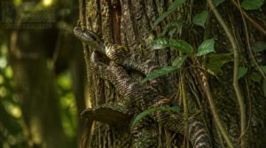 bark and vegetation footholds bark and vegetation footholds