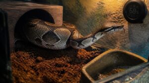 behavioral signs before eggs or birth behavioral signs before eggs or birth