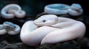 bel complex super form genetics bel complex super form genetics