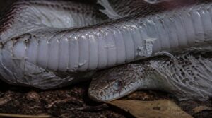 belly turns milky or gray belly turns milky or gray