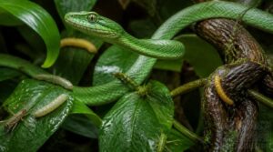 best captive feeder insects best captive feeder insects