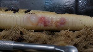 blisters, sores, lumps, or swelling blisters, sores, lumps, or swelling