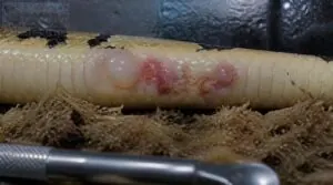 blisters, sores, lumps, or swelling blisters, sores, lumps, or swelling