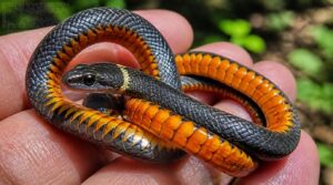 brightly colored belly brightly colored belly