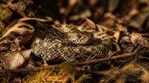 camouflage and defensive behaviors camouflage and defensive behaviors