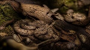 camouflage and defensive instincts camouflage and defensive instincts