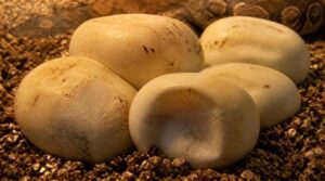 changes before hatching changes before hatching