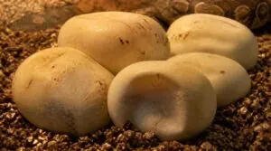 changes before hatching changes before hatching
